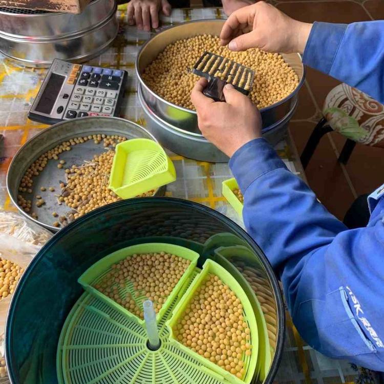 新品 高产大豆种子   大豆郑1307种子 颗粒饱满抗逆性好 阳光嘉里 厂家直销