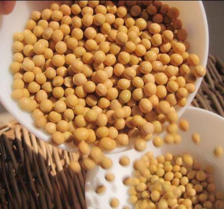 营养大豆  郑1307 大豆原粮产量高  黄豆农家 厂家直销