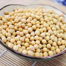 农家自种蛋白大豆 新品黄豆  颗粒饱满 欢迎选购