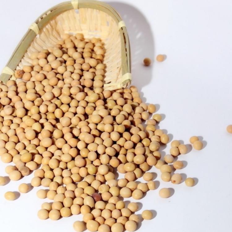 河南大豆  有机大豆 郑1307 大豆原粮产量高  厂家直销
