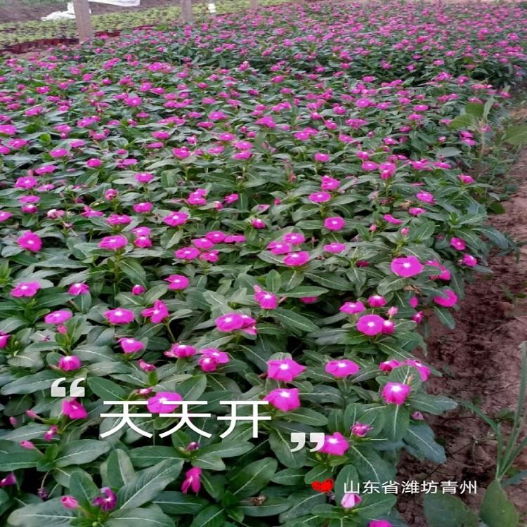 园林花坛植物  天天开批发商