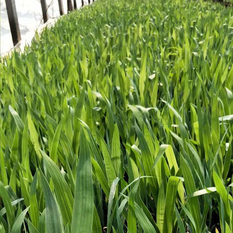 水生植物 鸢尾花  喜阳光充足  多用于坡地、林缘及水边湿地美化