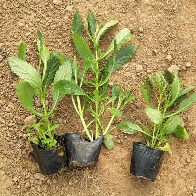 马鞭草种植基地  马鞭草报价  马鞭草基地供应