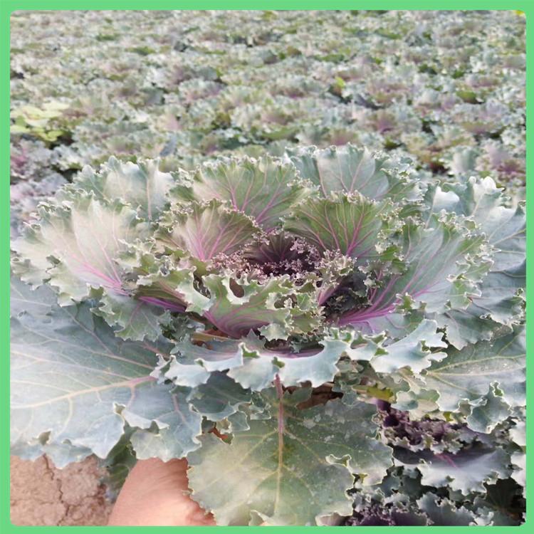羽衣甘蓝报价 青州上盆羽衣甘蓝 二年生草本植物