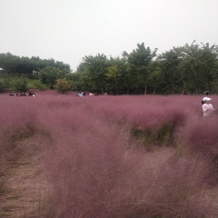粉黛乱子草规格 粉黛乱子草花海用苗