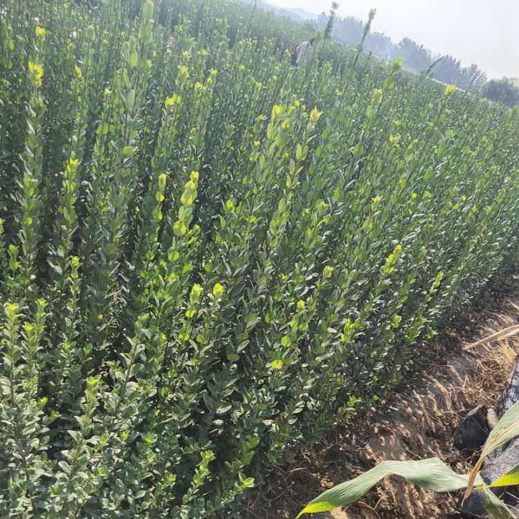 绿篱用大叶黄杨价格各类绿篱植物