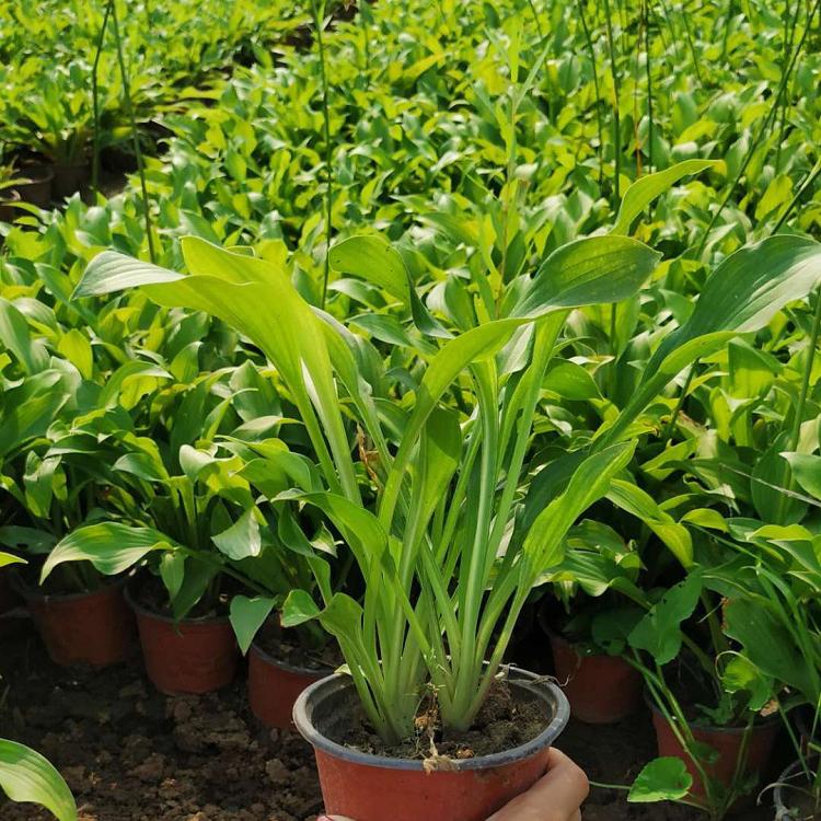 白花玉簪 玉簪行情 采购基地 山东宿根花卉