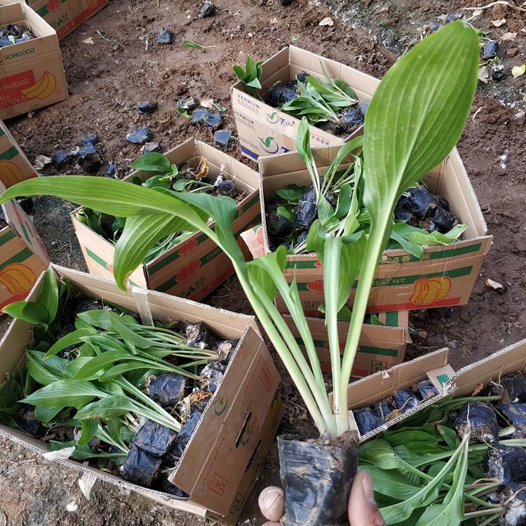 欢迎电话联系 玉簪种植基地 玉簪报价 花果期8-10月