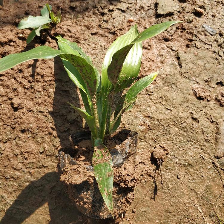 玉簪小苗 玉簪种植基地 欣美供应 青州宿根草花批发