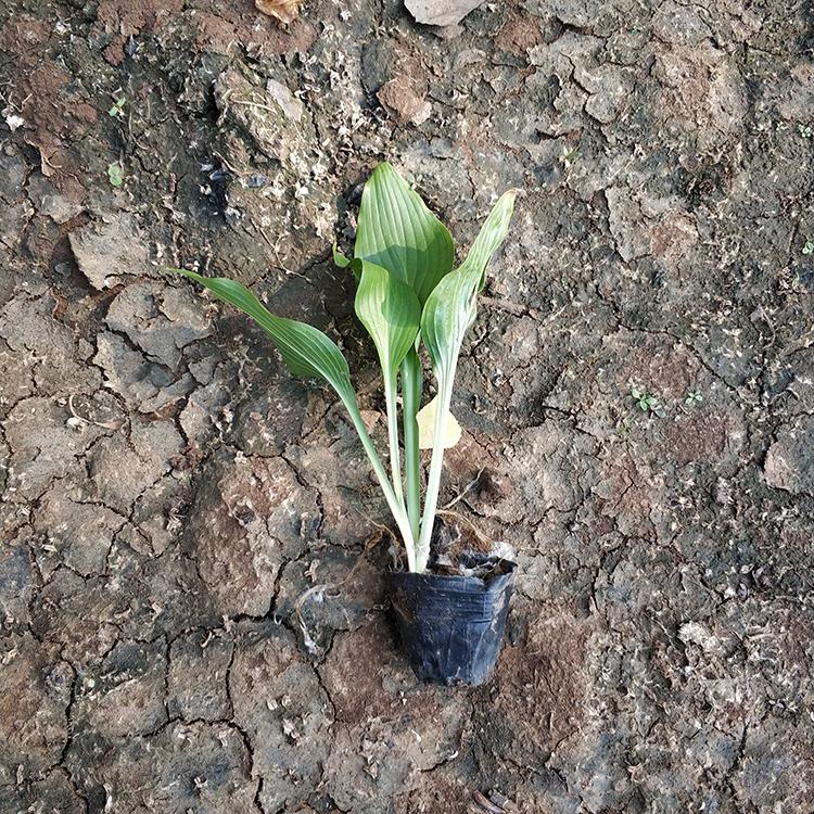 紫花玉簪 玉簪供应商 基地供应 山东宿根花卉