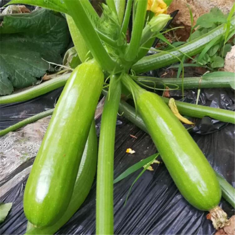 油亮细花纹型西葫芦  越冬西葫芦种子 越冬518  纽内姆
