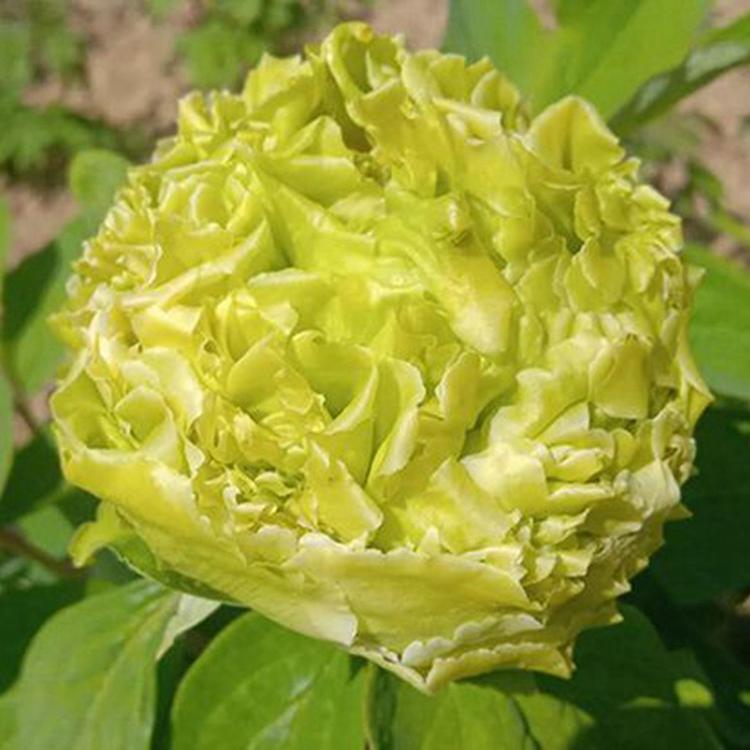 观赏牡丹/观赏牡丹苗/菏泽观赏牡丹苗/菏泽观赏牡丹