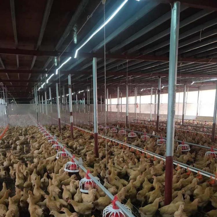 标准化养殖料线  自动水线平养 鸡 鸭 鹅 水线 料线 线桶肉 鸡自动喂料线