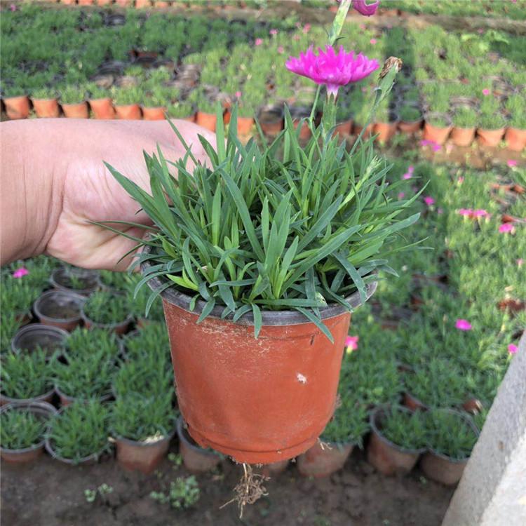 冬季草花欧石竹种植基地  欧石竹小苗批发报价 欢迎咨询