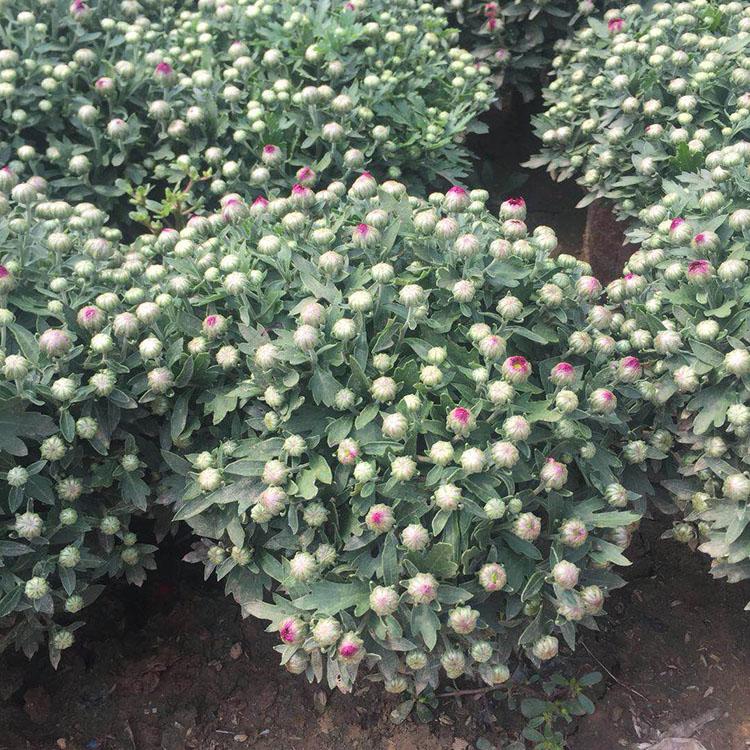 基地批发千头菊 河川花卉 千头菊批发商 千头菊盆栽大量供应