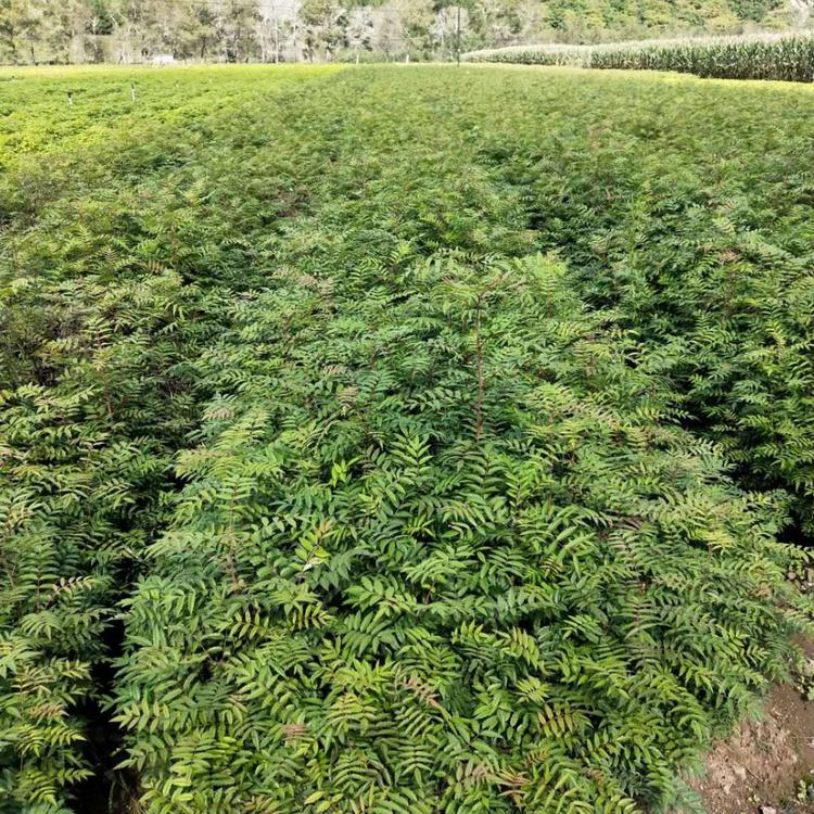 存活率高的花楸苗 高质量百花花楸苗批发 百花花楸苗基地直销