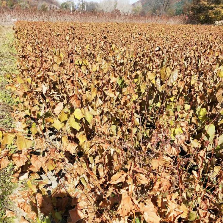 大量供应紫椴苗 椴树苗 刘家苗圃椴树苗 