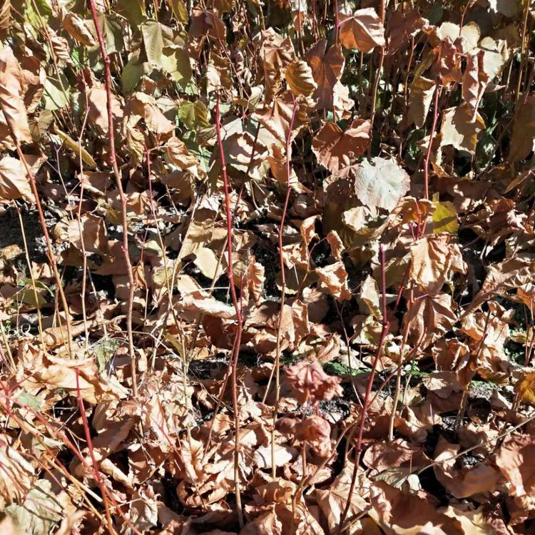椴树苗 辽宁紫椴苗 辽宁紫椴苗批发 桓仁刘家苗圃基地直销