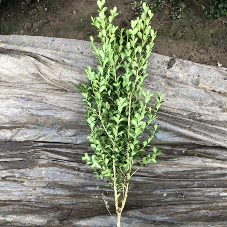 瓜子黄杨种植基地  大量出售精品瓜子黄杨  黄杨批吧报价