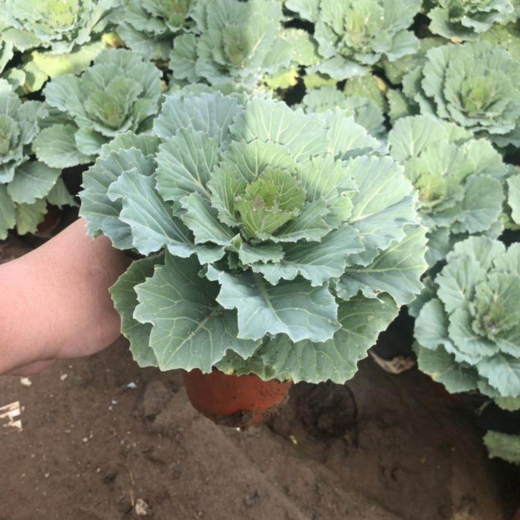 羽衣甘蓝小苗种植基地  精品羽衣甘蓝大量出售  羽衣甘蓝批发报价