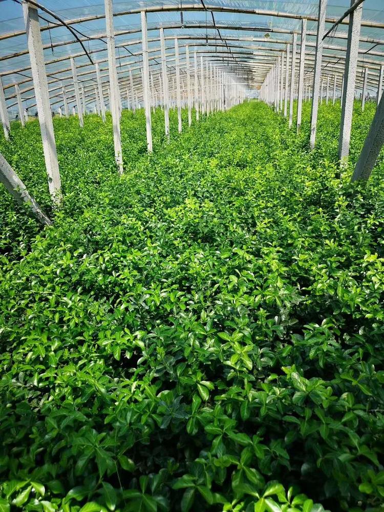 培育小叶扶芳藤   叶扶芳藤价格 小叶扶芳藤培育基地 规格齐全