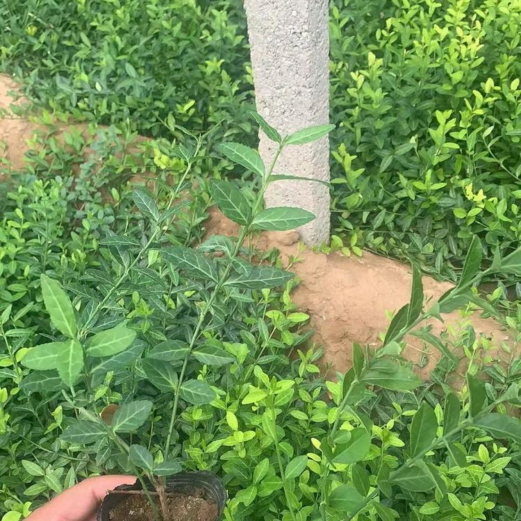 培育小叶扶芳藤 小叶扶芳藤培育 扶芳藤基地 基地直供扶芳藤