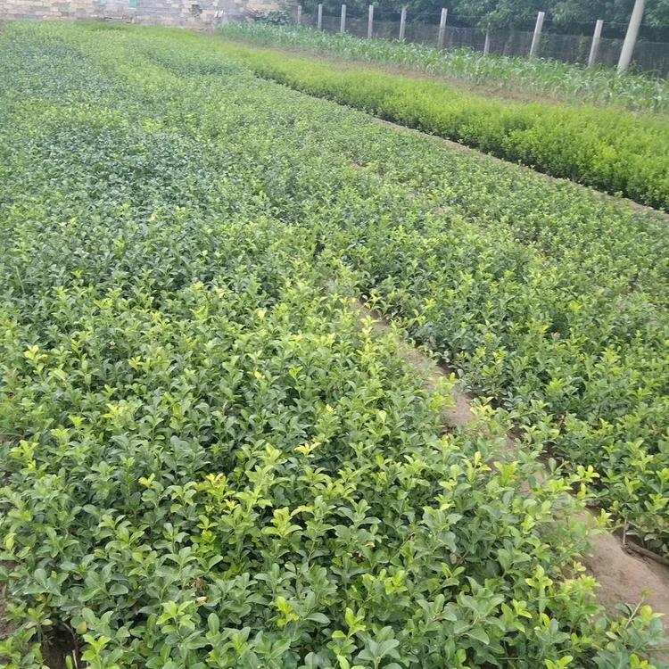 小区绿化苗小叶扶芳藤 小叶扶芳藤 扶芳藤基地 基地直供扶芳藤