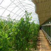日光温室 薄膜日光温室项目 日光温室大棚农业项目