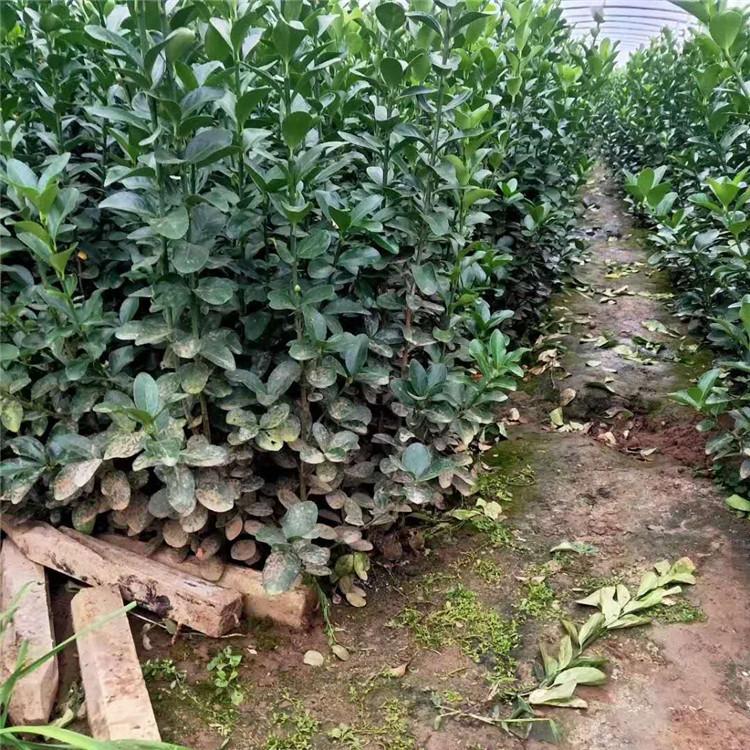 大叶黄杨 大叶黄杨绿篱植物 冬青出售
