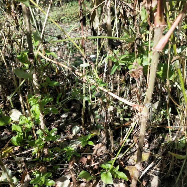 刘家苗圃刺嫩芽苗基地直销 辽宁刺嫩芽苗价格 刺嫩芽苗批发