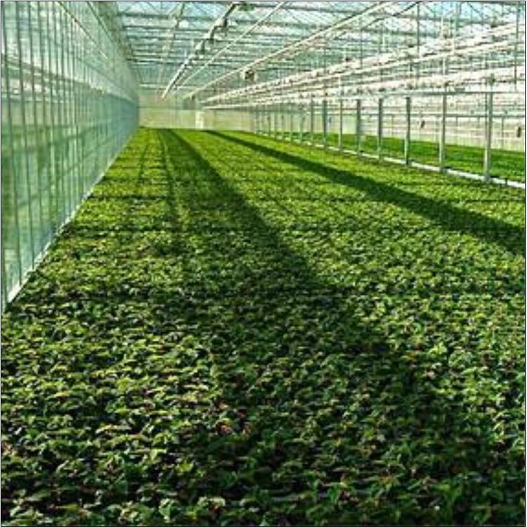 陕西温室大棚  陕西钢管大棚 鼎诚铁林钢管大棚