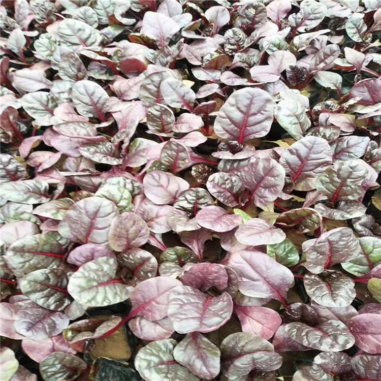 冬季草花批发 冬季租摆花卉 江瑞园艺花卉基地