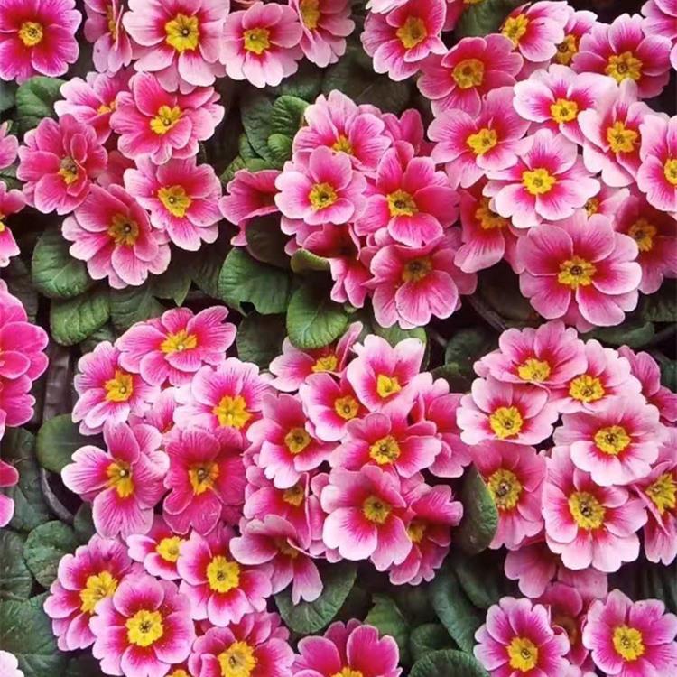 报春花
