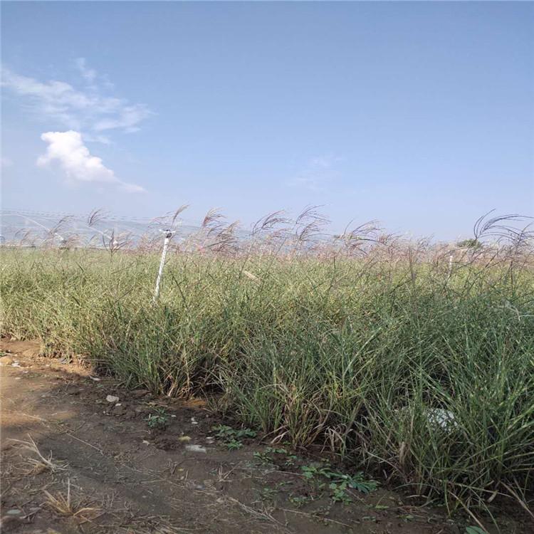 斑叶芒基地大量供应