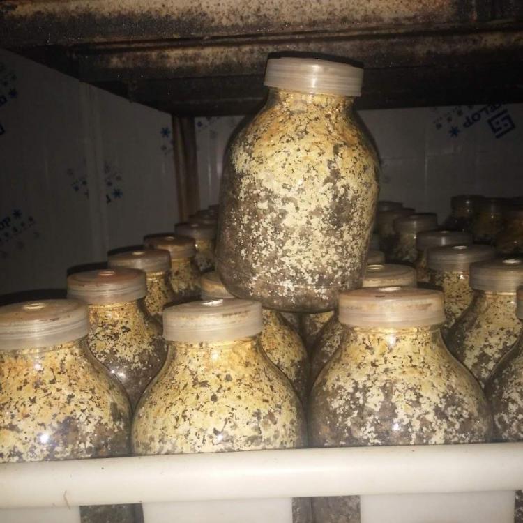 优质羊肚菌菌种 原种 栽培种 优选六妹系列 人工种植 成活率高适应性强