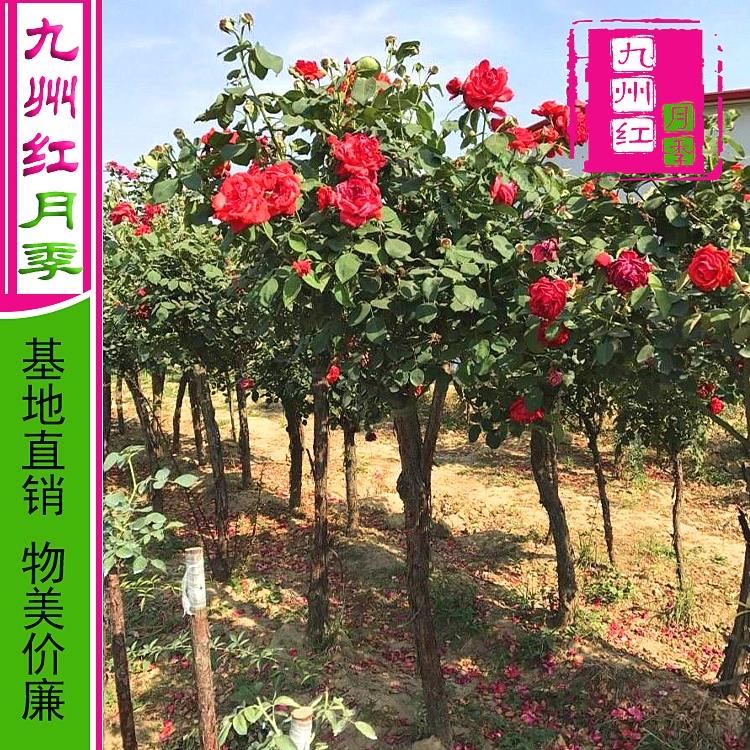 四季开花月季树基地直销 月季树 大花树月季大量批发