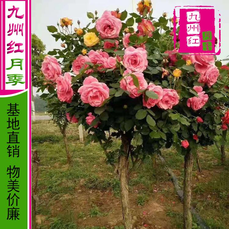月季花树批发 九州红月季 基地大量供应月季树棒棒糖月季