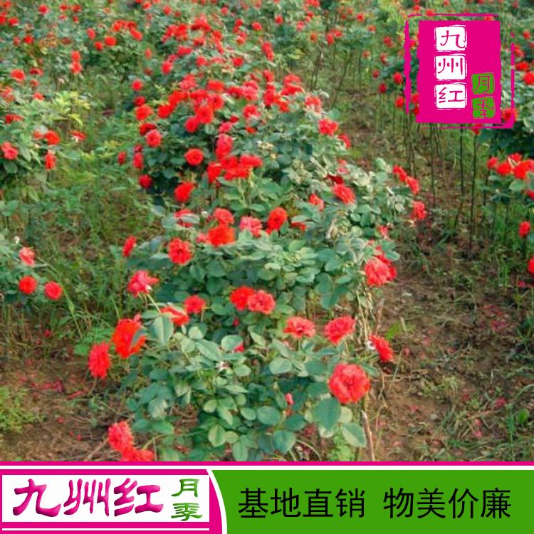 月季基地 月季树大量批发 基地直销独干月季树 月季树价格