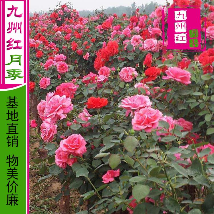 树月季批发价格 树形状月季花树 月季树基地直销 南阳九州红月季