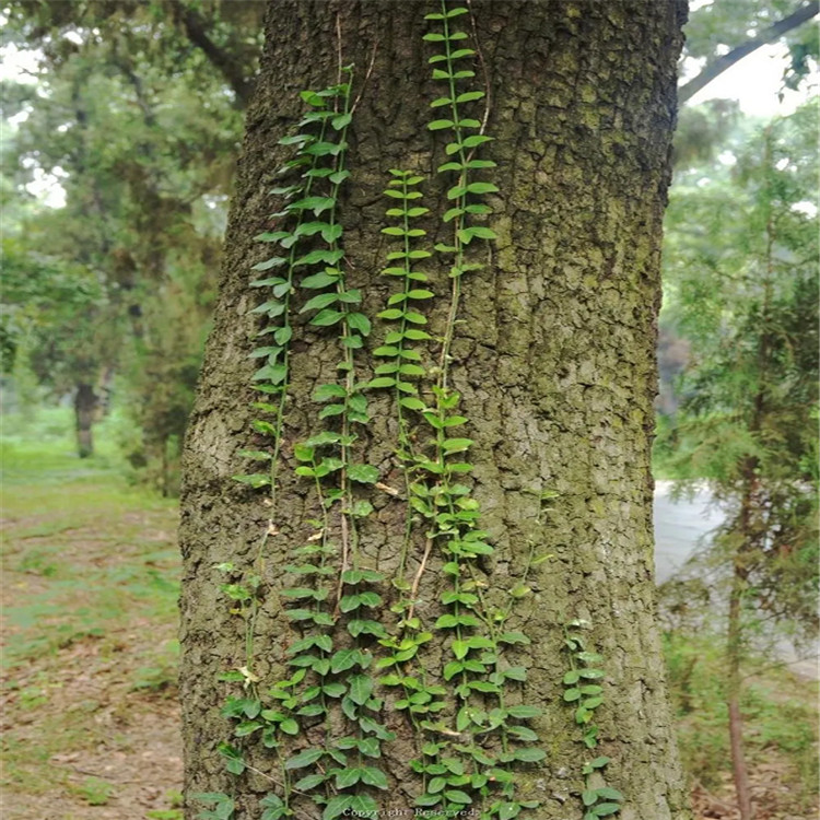 爬行卫矛价格 爬行卫矛种植厂家 地被植物