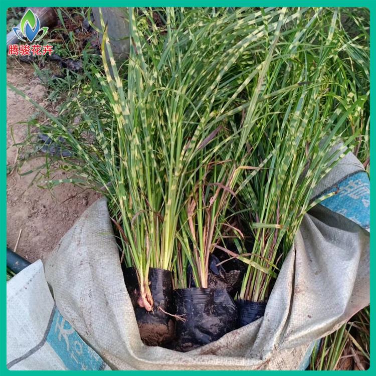 苗圃批发 斑叶芒 斑叶芒种植基地