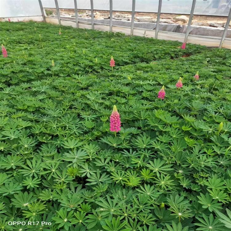羽扇豆 羽扇豆种植基地 羽扇豆批发