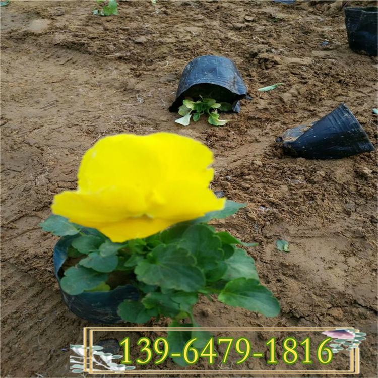 角堇营养杯苗 角瑾盆栽 山东青州花卉批发市场 冬季开花的植物