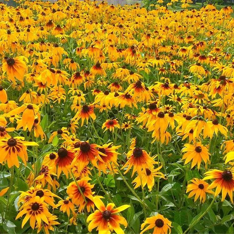 宿根草花黑心菊 价格从优 青州黑心菊基地