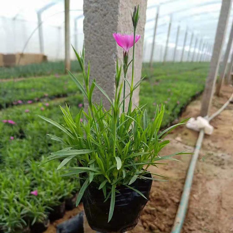 订购报价 粉花欧石竹 欧石竹销售