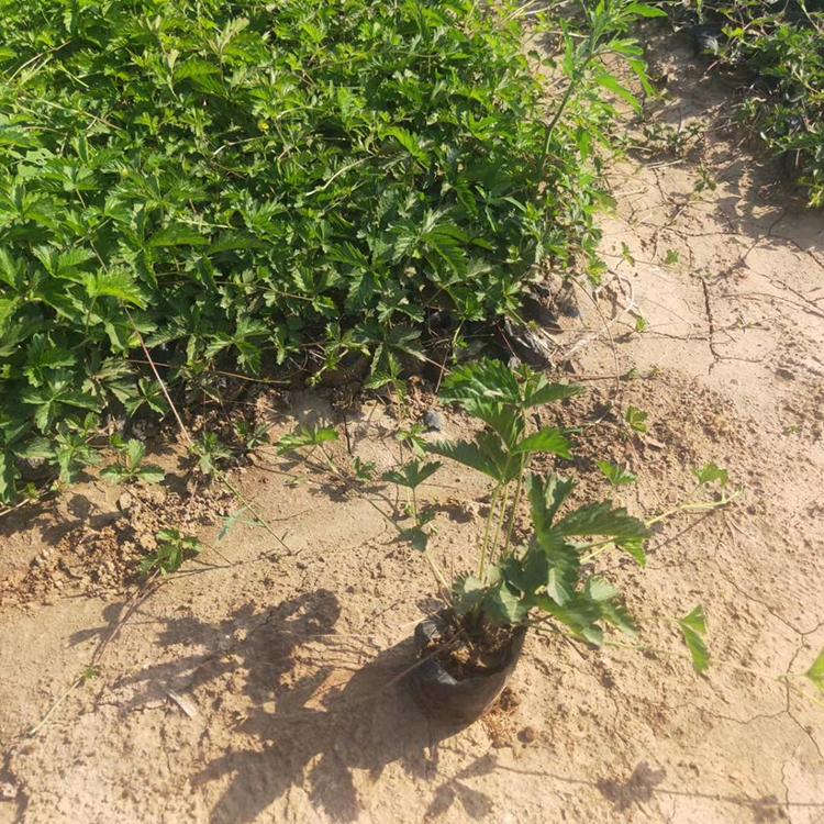 三叶委陵菜培育 欢迎选购 青州草花基地 三叶委陵菜
