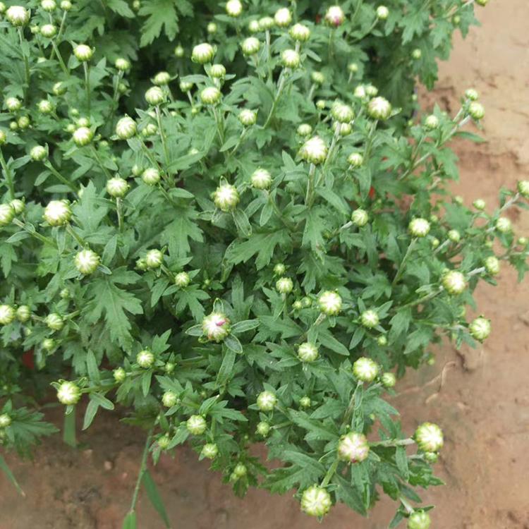 价格合理 国庆菊盆栽 国庆菊种植基地