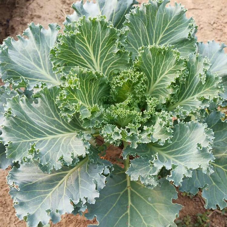 羽衣甘蓝苗 羽衣甘蓝基地 植株高大 欢迎电话联系
