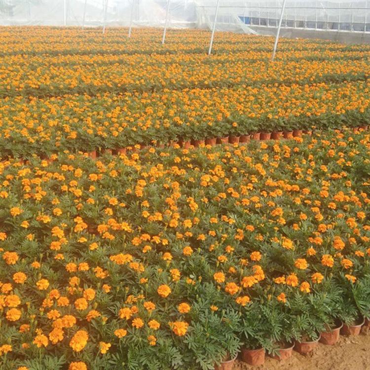 孔雀草盆栽 孔雀草基地 花卉苗木基地直销 孔雀草大量直供