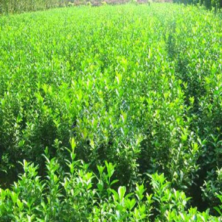 卫矛 绿化苗木种植培育 种植卫矛基地